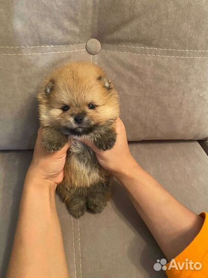 Померанский шпиц мини