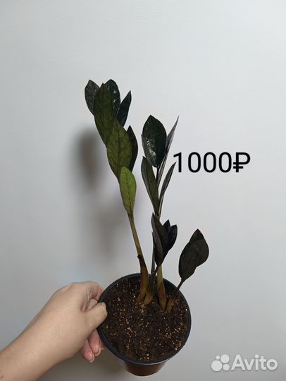 Замиокулькас черный равен