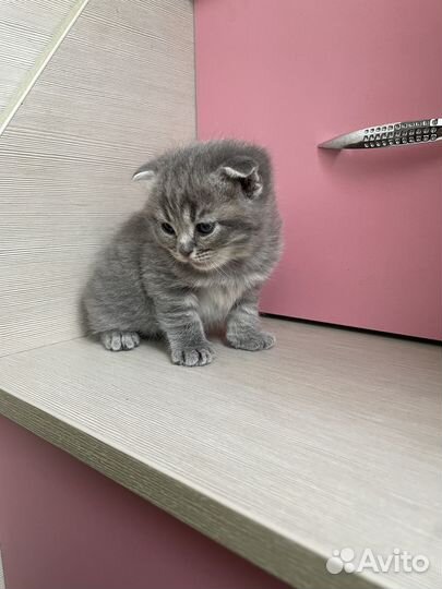 Шотландская вислоухая кошечка