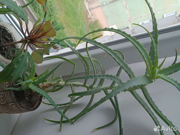 Алоэ столетник