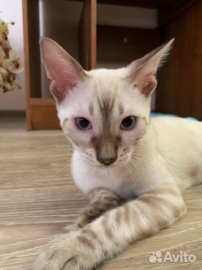 Бенгальский котенок мальчик кастрированный