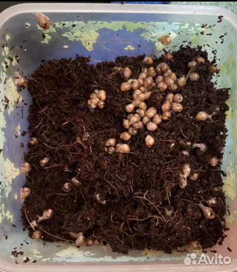 Улитки ахатины