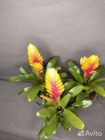 Вризиа Дорадо и Аспарагус Спренгери