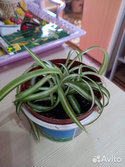 Комнатные цветы