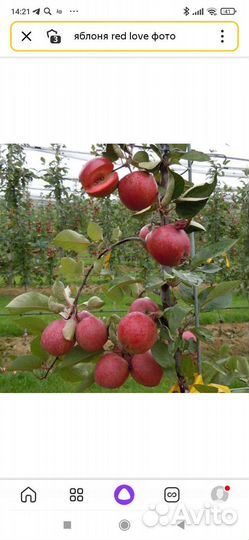 Саженцы яблони красномясые