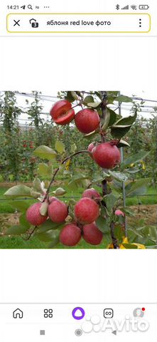 Саженцы яблони красномясые