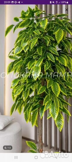 Лимонное дерево