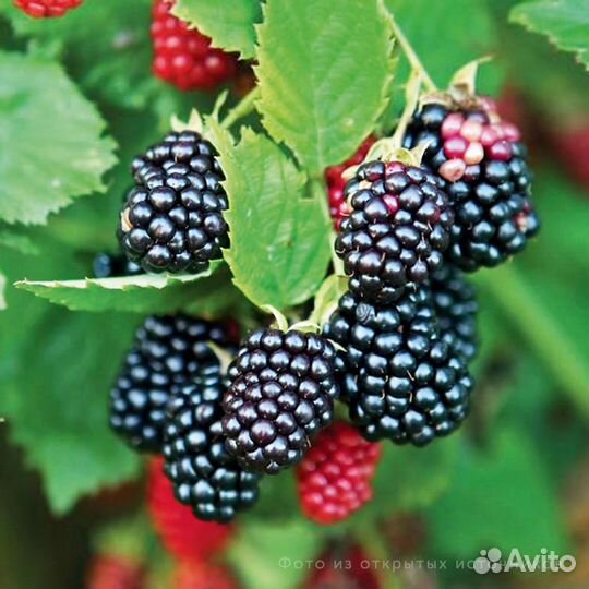 Ежевика Апачи, саженцы окс, питомник Сады Урала