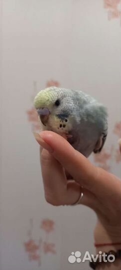 Птенцы волнистый попугай