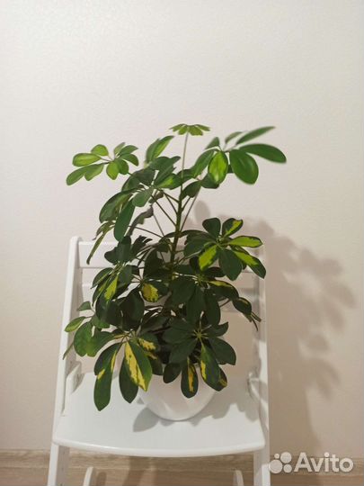 Шеффлера сингониум пеперомия сансевиерия каллизия