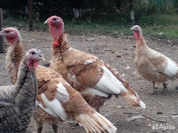 Мясо индейки домашнее