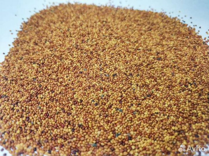 Клевер белый семена (Белогорский,Ривендел, Мерлин)