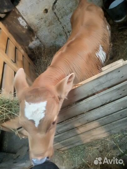 Бычёк телёнок