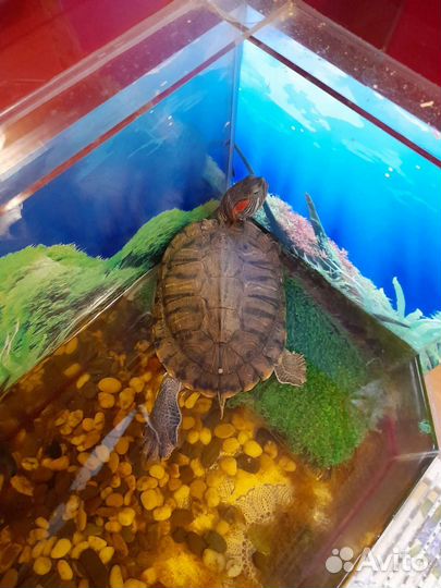 Аквариум С черепашкой