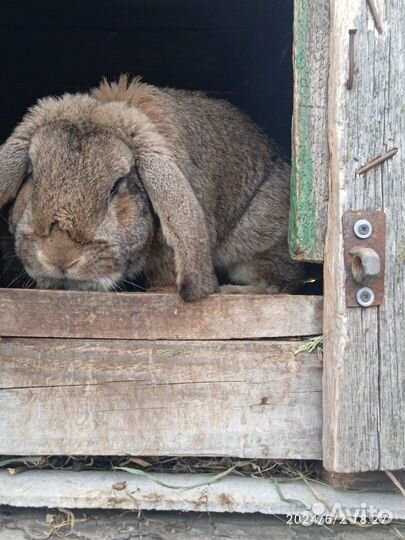 Кролики породы французский баран, фландр