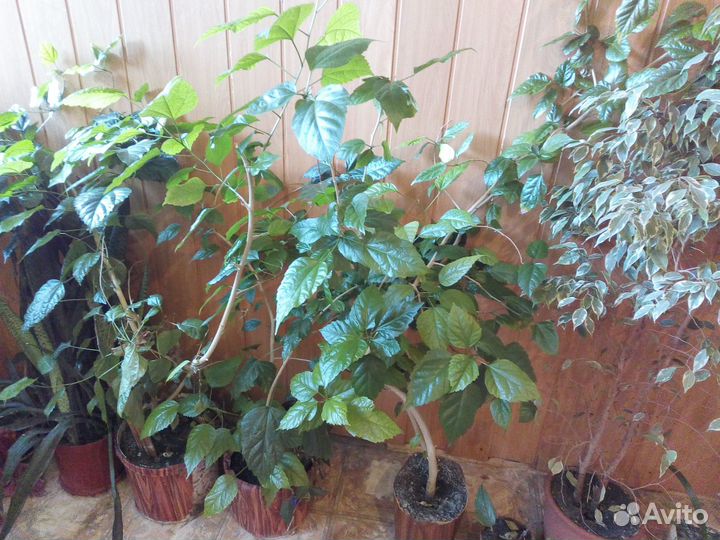 Цветы домашние в горшках - китайская роза (гибиску