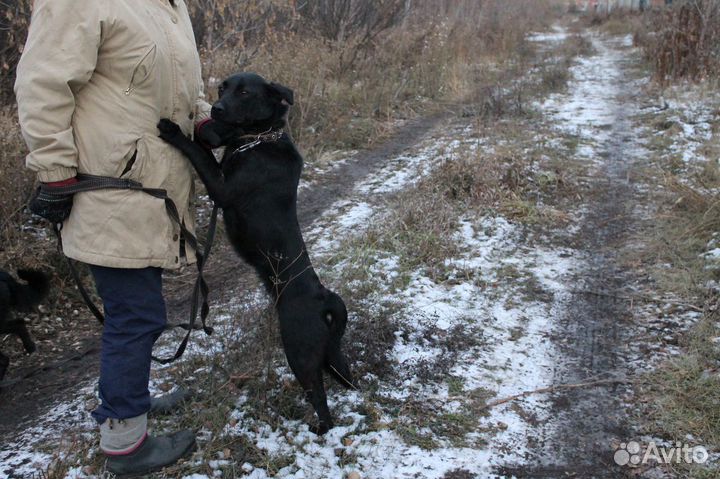 Чара в добрые руки