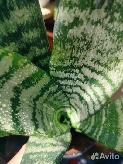 Комнатные растения