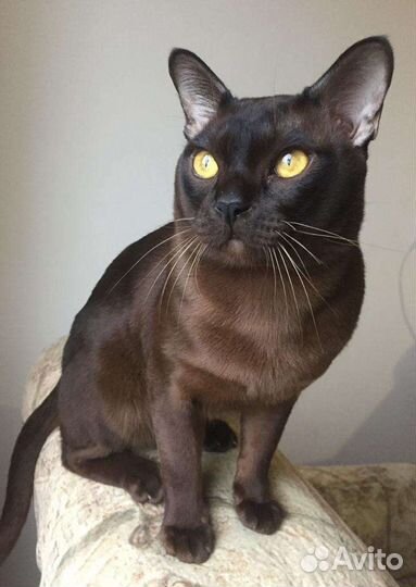 Бурманский котик ждёт кошечку для вязки