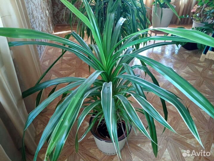 Комнатные растения для домо и офиса