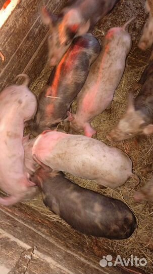 Дюрок Пьетрэн. Ландрас Пьетрэн