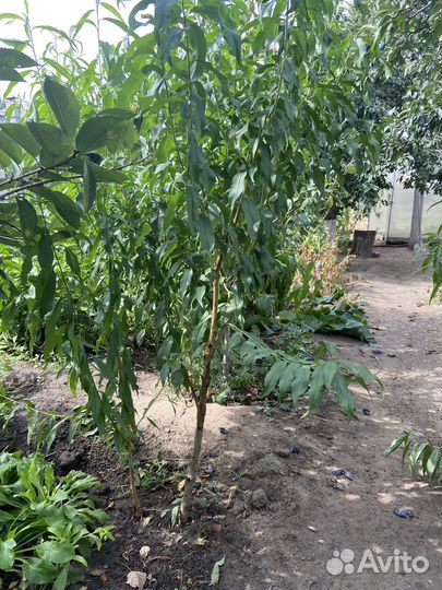 Саженцы персика