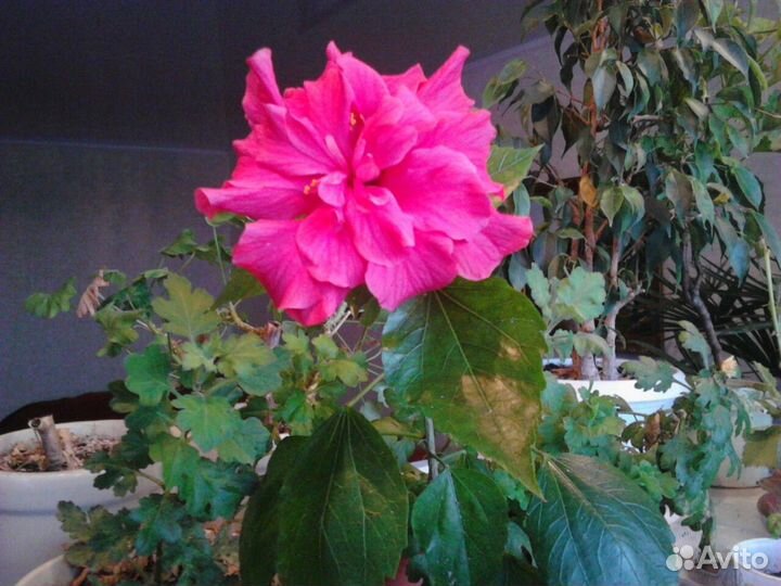 Продам комнатные цветы