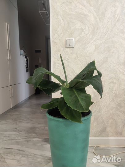 Банан комнатный (малыши)