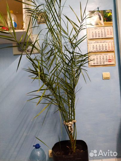 Финиковая пальма
