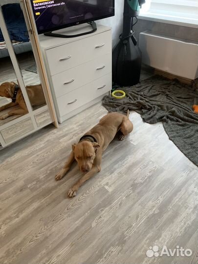 Питбультерьер