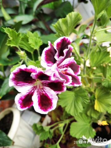 Пеларгония королевская