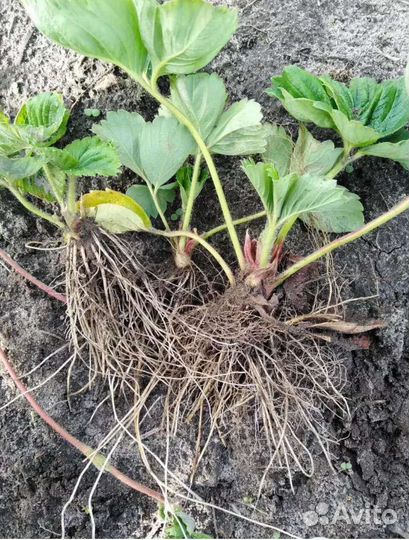 Клубника ремонтантная сорт Мурано