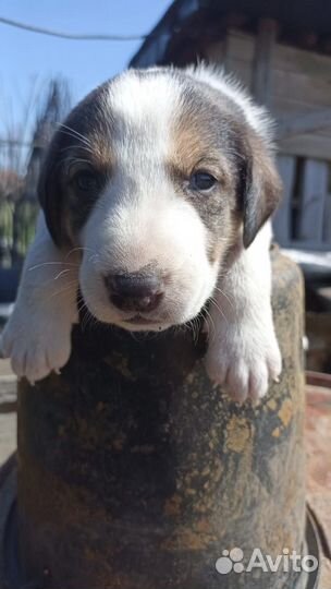 Продажа щенков русская гончая пегая