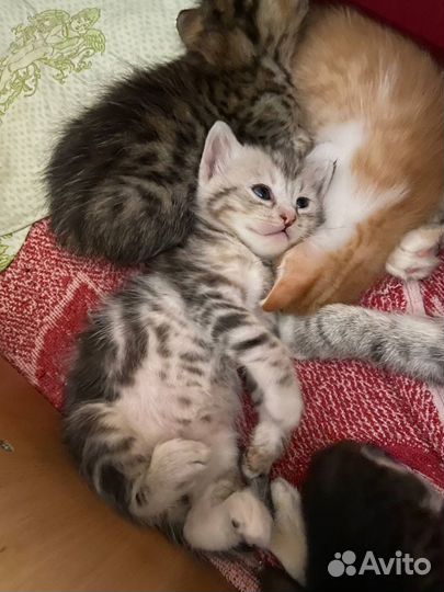 Милые котятки в самые ответственные руки