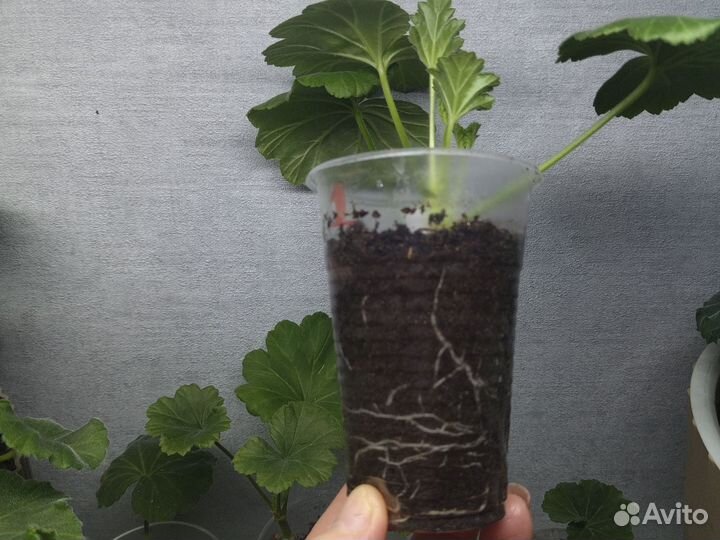 Герань пеларгония