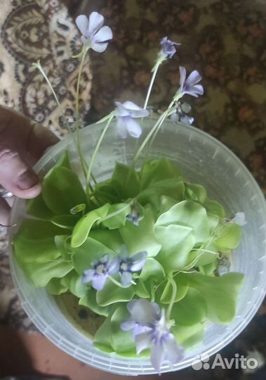 Хищное растение Жирянка