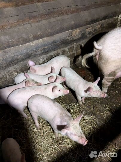 Поросята русская белая