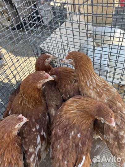 Куры молодки петухи