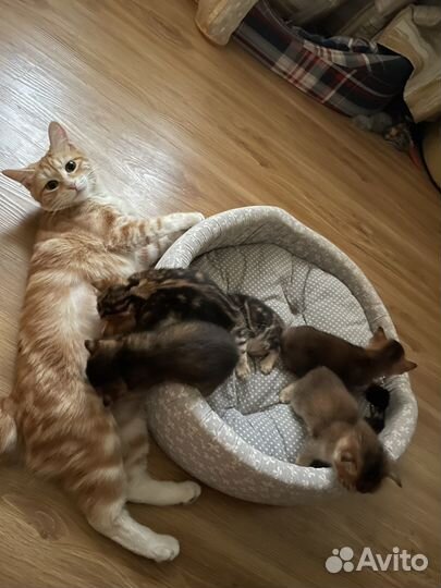 Курильский бобтейл