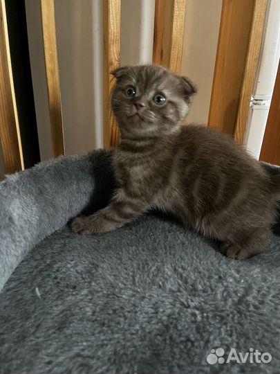 Шотландский вислоухий мальчик