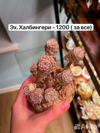 Succulent/эхеверия