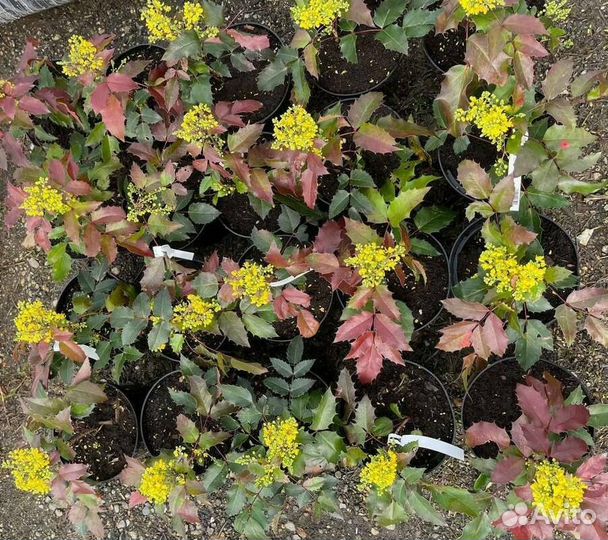 Магония падуболистная Аполло