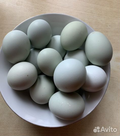 Амераукана, Лакеданзи- инкубационное яйцо