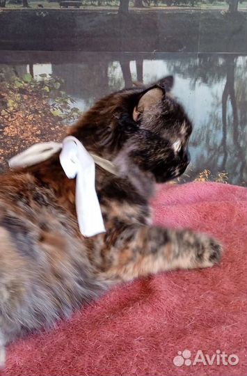 Молоденькая милая киса Черри