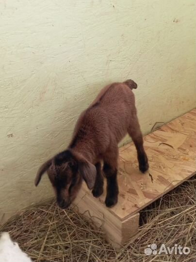 Козлята камерунские