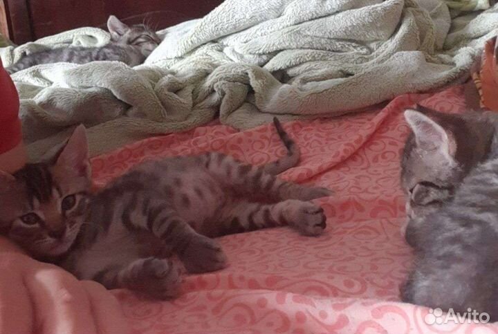 Котик в добрые руки