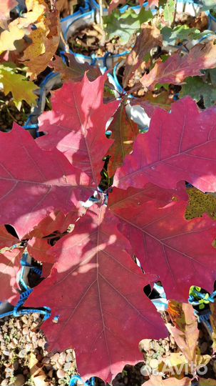 Дуб красный