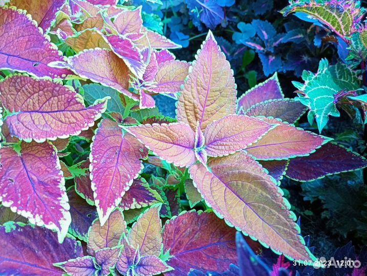 3 часть Колеусы вегетативные сортовые