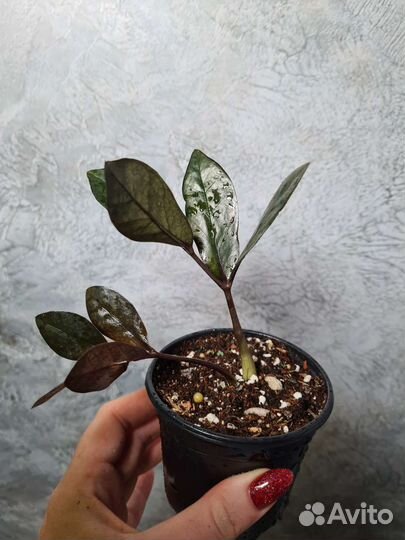 Замиокулькас изумрудный Блэк