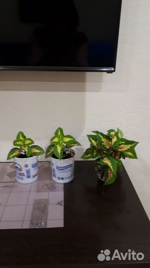 Отростки гинуры, колеуса